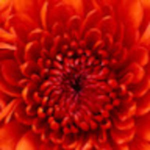 Meet your Posher, Rosalind